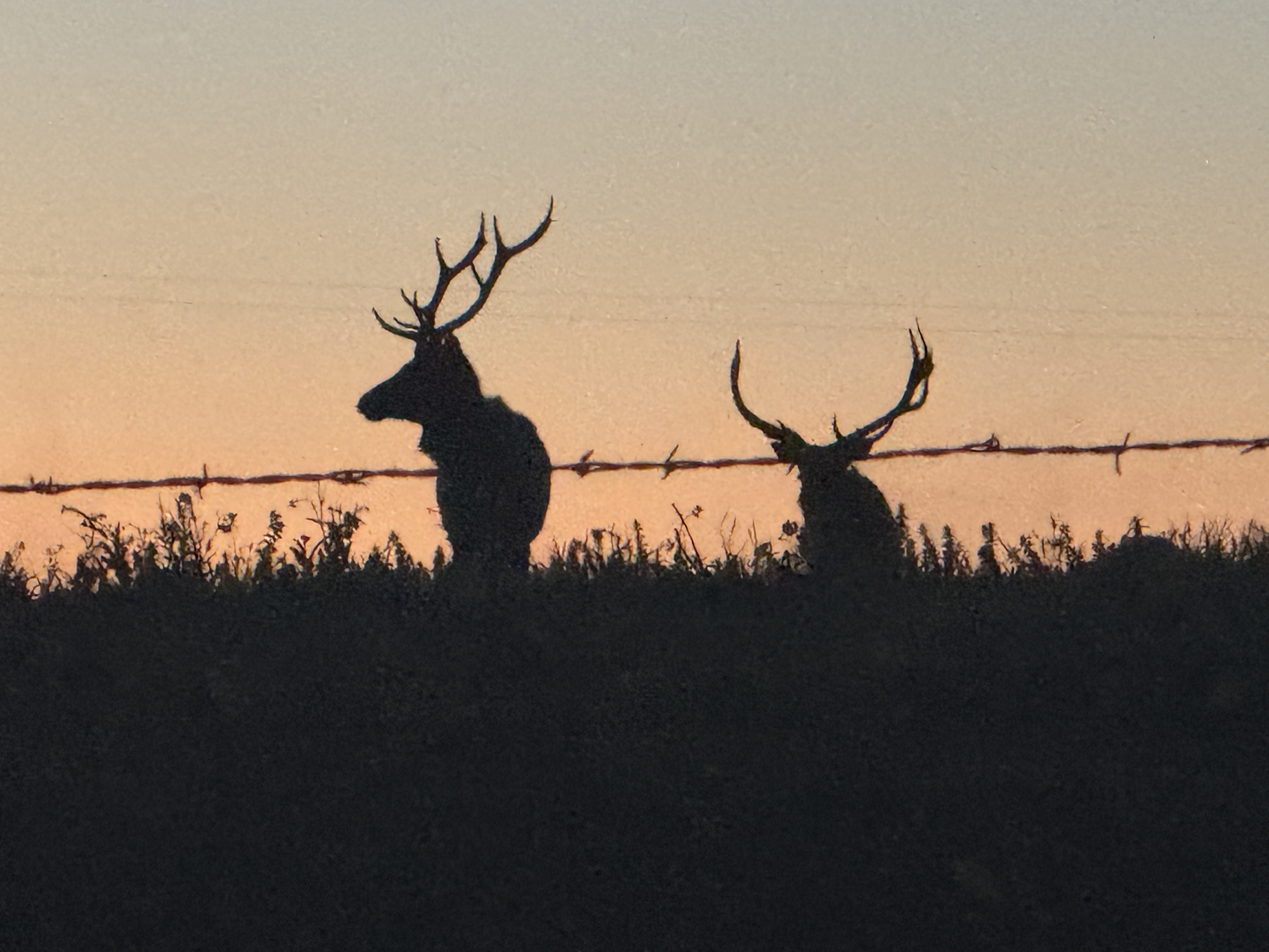 Two elk silhouettes at dusk on the Point Reyes peninsula